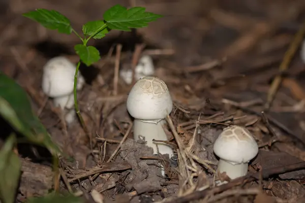 Pequenos Cogumelos Brancos Que Crescem Crescem — Fotografia de Stock