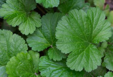 Üst görünüm, yeşil arkaplan