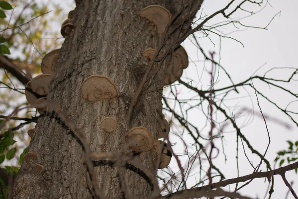 Cogumelos Árvore Tronco Árvore Vista Buttom — Fotografia de Stock