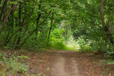 Koruluktaki patika uzaklığa doğru gidiyor.