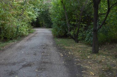 Korulukta yol uzaklaşıyor.