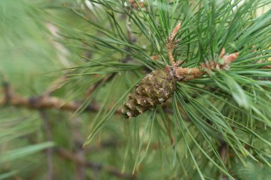 Ağaç dalında çam kozalağı