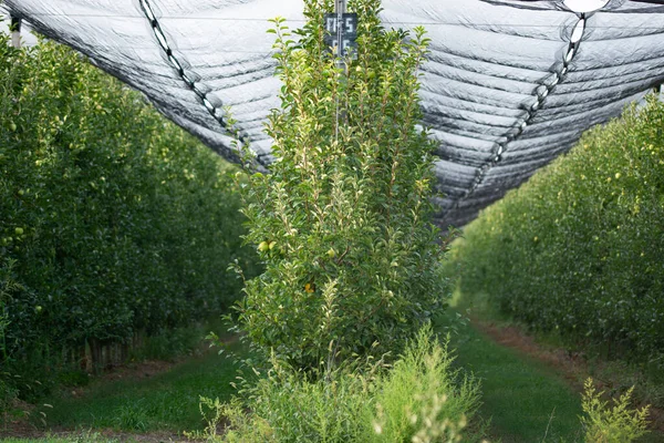 Rows Trees Apple Orchard Apple Harvest — Stock Photo, Image