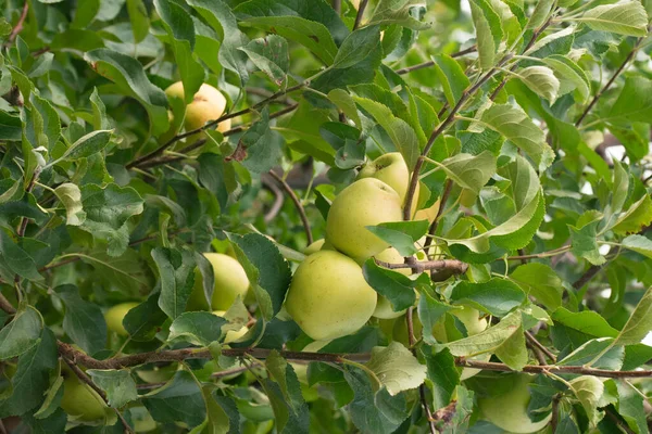 Συγκομιδή Πράσινων Μήλων Στον Οπωρώνα Μήλων — Φωτογραφία Αρχείου