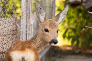 Bak küçük bir geyik, hayvanlar ve doğa