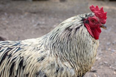 Güzel siyah beyaz horoz yaklaş