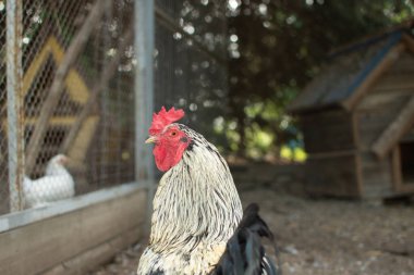 Güzel bir rengin horozu, eşcinsellerin arka planında...