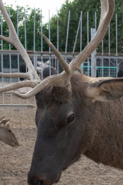 Geyik boynuzları yakın.