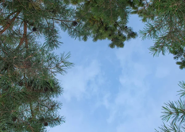 Κάτω Όψη Των Κλαδιών Των Δέντρων Στον Ουρανό — Φωτογραφία Αρχείου