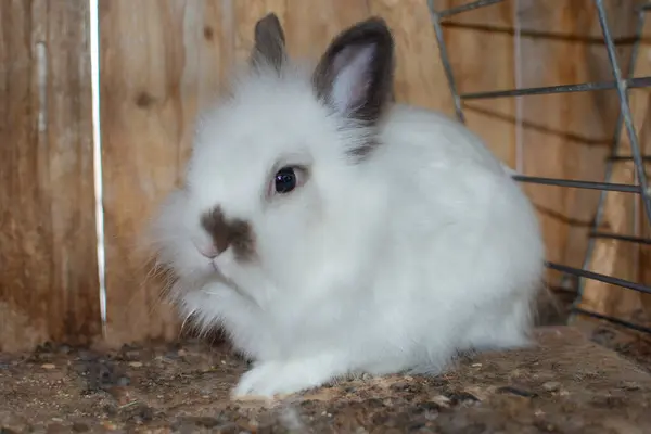 Маленький Белый Пушистый Кролик Клетке — стоковое фото