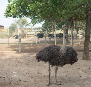 Devekuşu gagasıyla kameraya bakıyor.