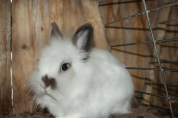 白色毛茸茸的兔子 在木墙的后面 — 图库照片
