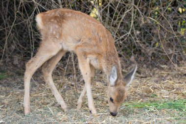 Küçük bir geyik başı öne eğik durur.