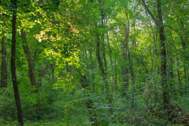 yeşil yapraklar, ağaçlar korulukta 