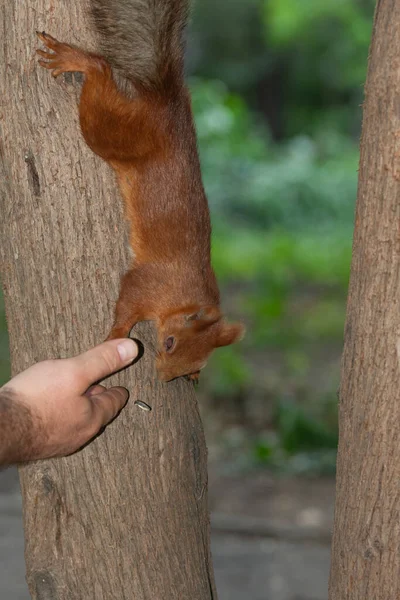 Σκίουρος Τρώει Χέρι Ενός Ανθρώπου — Φωτογραφία Αρχείου