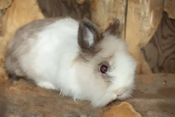 Маленький Білий Домашній Улюбленець Кролик — стокове фото