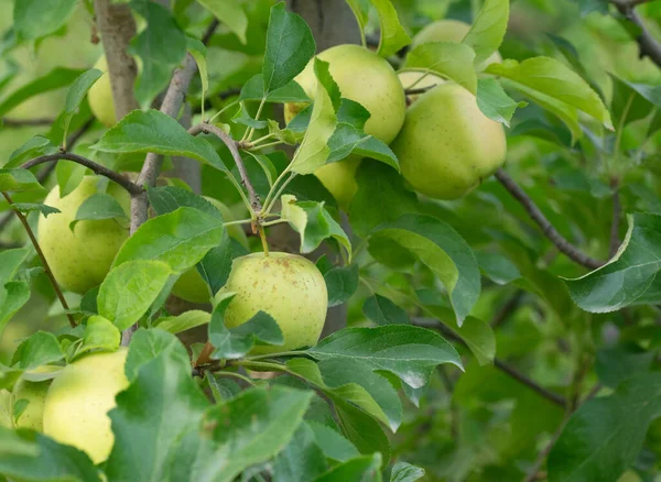 Συγκομιδή Πράσινων Μήλων Φρούτα Στο Δέντρο — Φωτογραφία Αρχείου