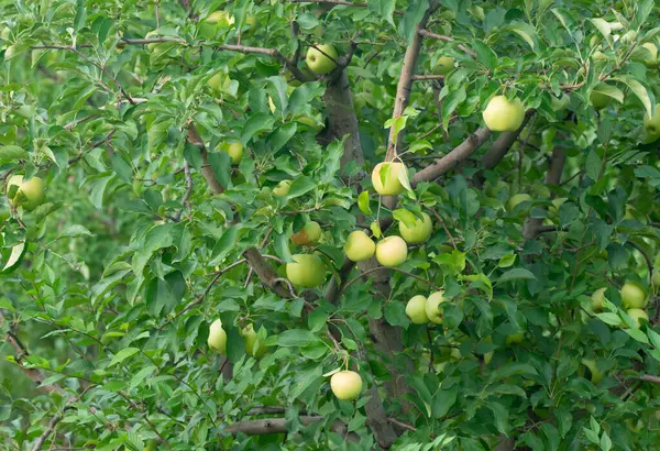 Green Apples Tree Leaves Harvest — Stock Photo, Image