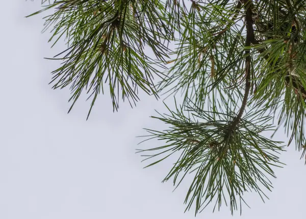 Κλαδιά Πεύκου Δένδρα Πράσινες Βελόνες — Φωτογραφία Αρχείου