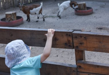 Çitin arkasındaki hayvanları izleyen çocuk