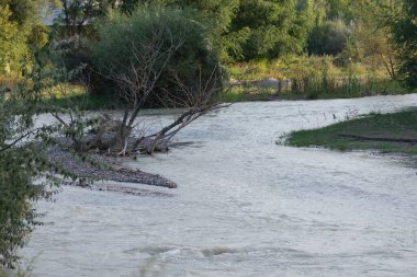 Nehir, ağaçların arka planında bükülüyor