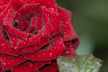 Yağmurdan sonra yağmur damlalarıyla gül yaprakları