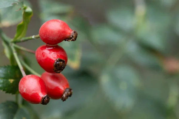 Rosehip Healthy Plant Red Fruits — Stock Photo, Image