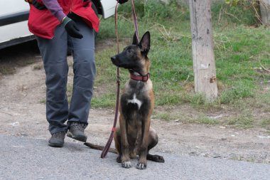 Belçika çobanı Malinois komutada.