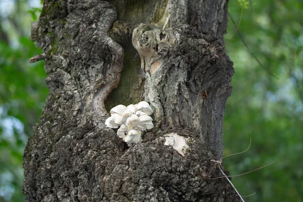 Mashrooms Tronco Árvore Barra Árvore — Fotografia de Stock