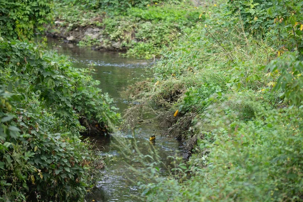 Струмок Зелені Рослини Листя Біля Води — стокове фото