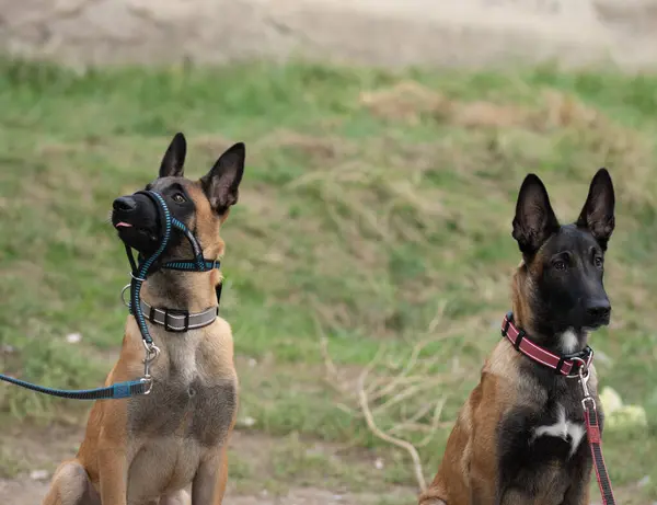 Two Beauty Belgian Malinois Dogs — Stock Photo, Image