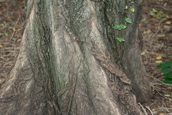 Приподнятая Кора Дерева Корней Дерева — стоковое фото
