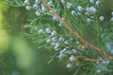 Küçük mavi topları olan köknar dalı