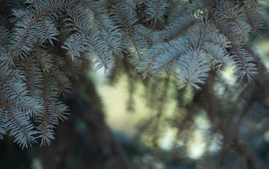 Gün ışığında mavi ladin dalı, doğada güzellik.