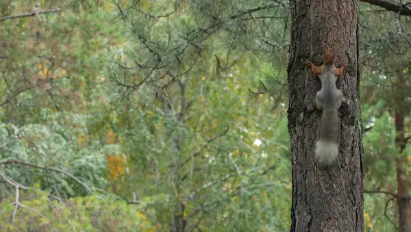 Ένας Σκίουρος Στο Πάρκο Σκαρφαλώνει Ένα Δέντρο — Φωτογραφία Αρχείου