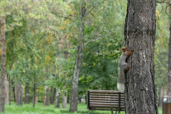 Egy Mókus Parkban Felmászik Egy Fatörzsre — Stock Fotó