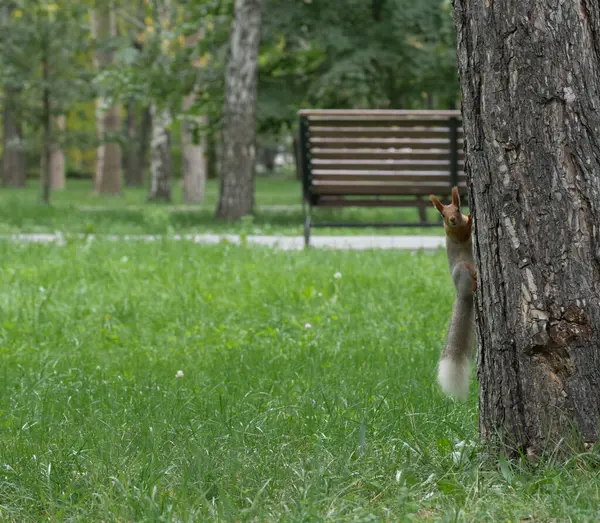 Eichhörnchen Auf Einem Baum Schaut Den Rahmen — Stockfoto
