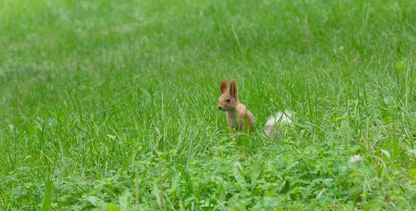 Eichhörnchen Sitzt Grünen Gras — Stockfoto