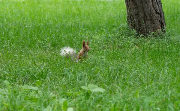 Wiewiórka Siedzi Zielonej Trawie — Zdjęcie stockowe
