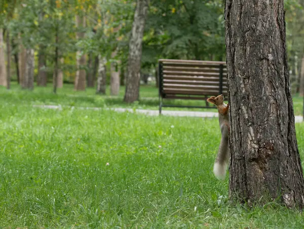 나무에 다람쥐가 나타납니다 — 스톡 사진