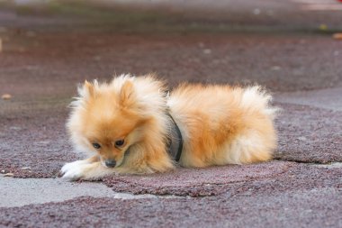 Alman cüce Spitz, sevimli evcil hayvan.