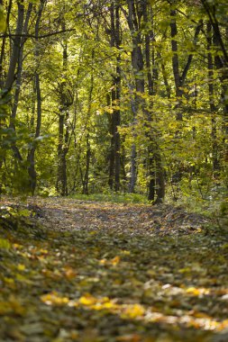 Koruluktaki yemek yolu. ağaçlar ve yapraklar.