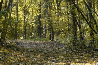 Koruluktaki yemek yolu. Parkta ağaçlar ve yapraklar.