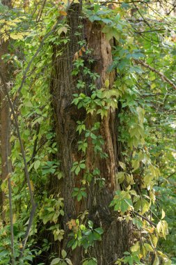 Eski ağaç gövdesi ve yapraklı ağaç dalları.