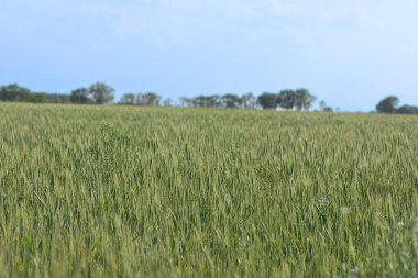 Buğday tarlası, yetenek, ufuk ve ağaçlar.