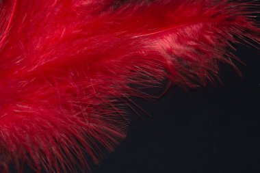 Makro fotoğraf, tüysüz, narin ışık, kırmızı ve... 