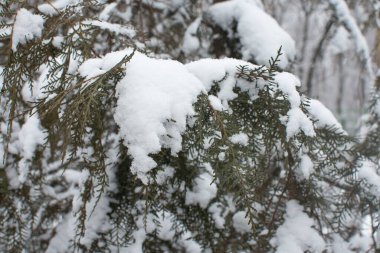 Karlı doğa ağacının güzelliği.