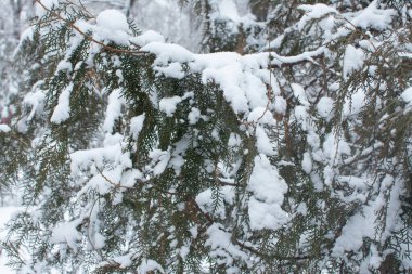 Doğa ve kar, soğuk hava.