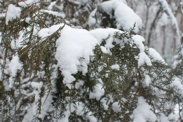 Karlı doğa ağacının güzelliği.