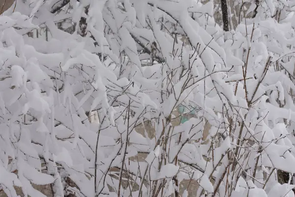 Dallar ve kar, soğuk hava.
